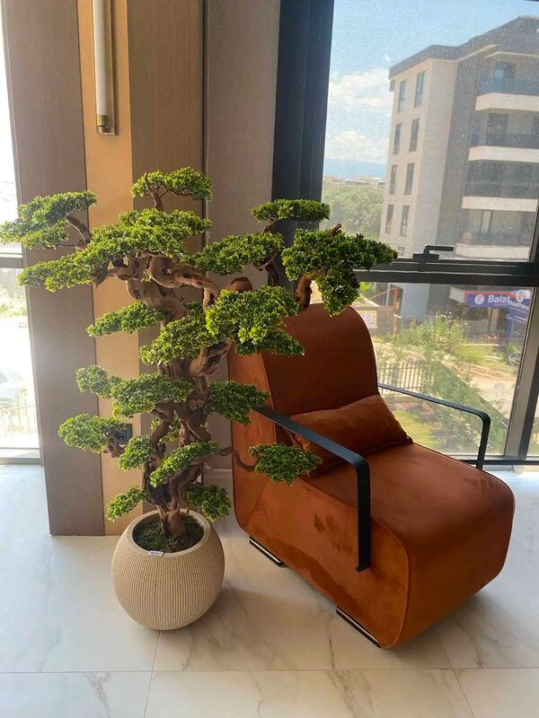 Fuji Bonzai Ağacı Detay Fotoğrafı