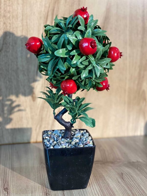 Saksıda Nar Ağacı 35 cm