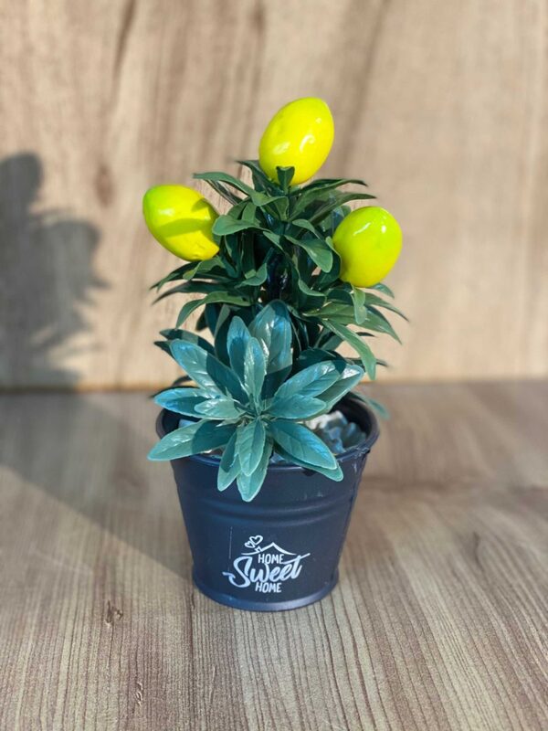 Minik Saksılı Limon