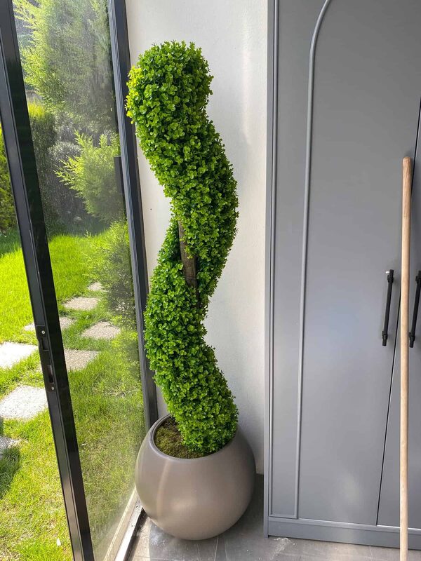 spiral şimşir ağacı detay fotoğrafı