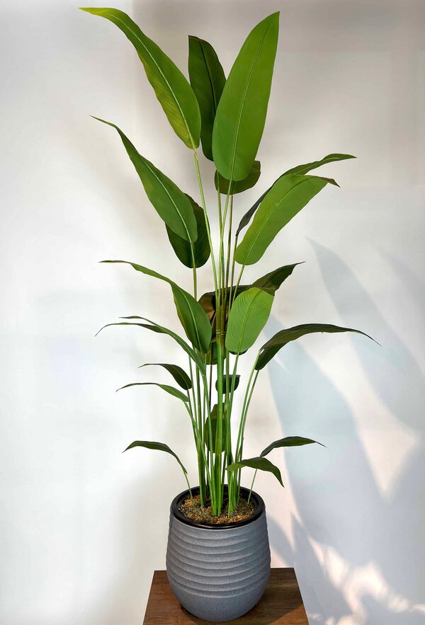 Strelitzia nicolai Yapay Ağaç Detaylı Fotoğrafı
