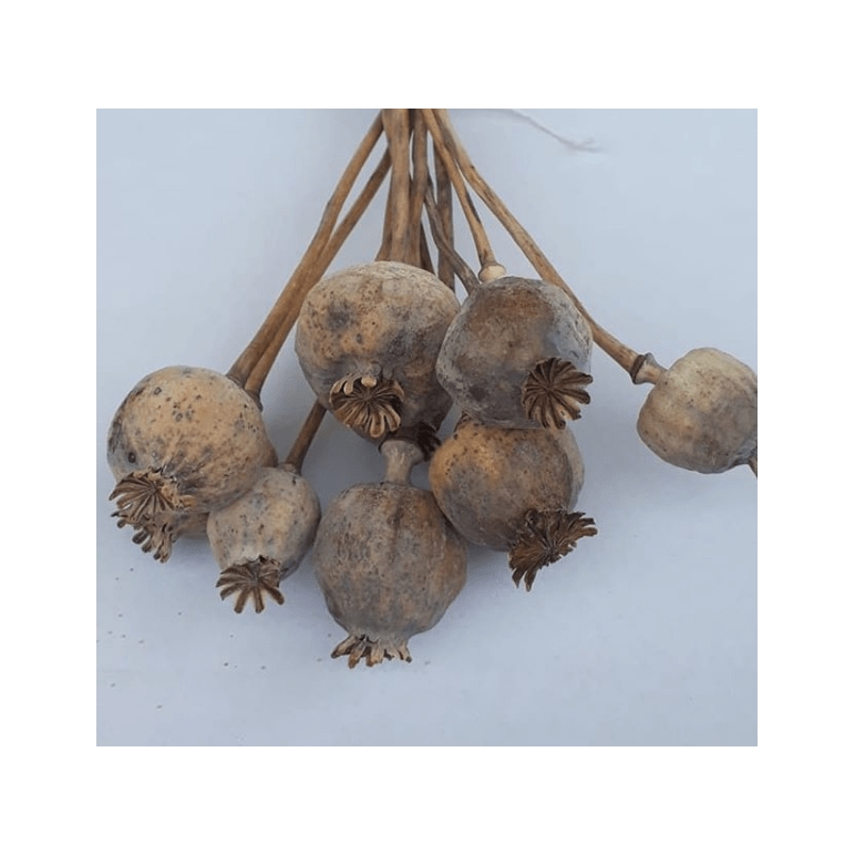 Doğal Haşhaş Otu - Dogal Papaver Kuru Çiçek - 1722