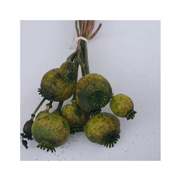 Yeşil Haşhaş Otu - Dogal Papaver Kuru Çiçek - 1727