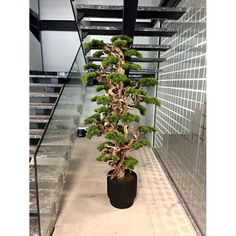 2 metre Bonzai Detay Fotoğrafı