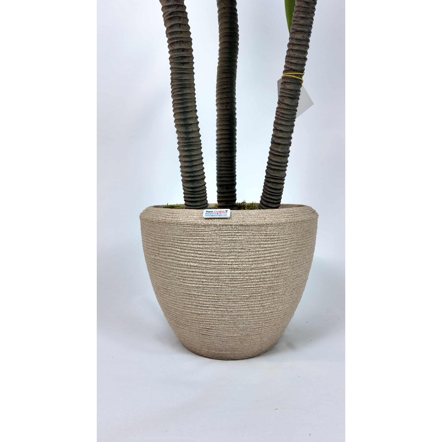 3'lü Aloe Vera Yapay Ağaç saksı detayı