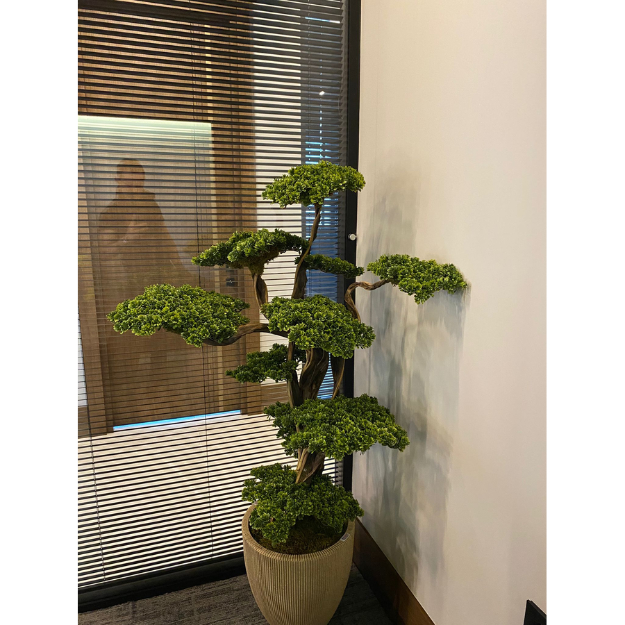 Fuji Bonzai Ağacı Ofis İçi Görseli