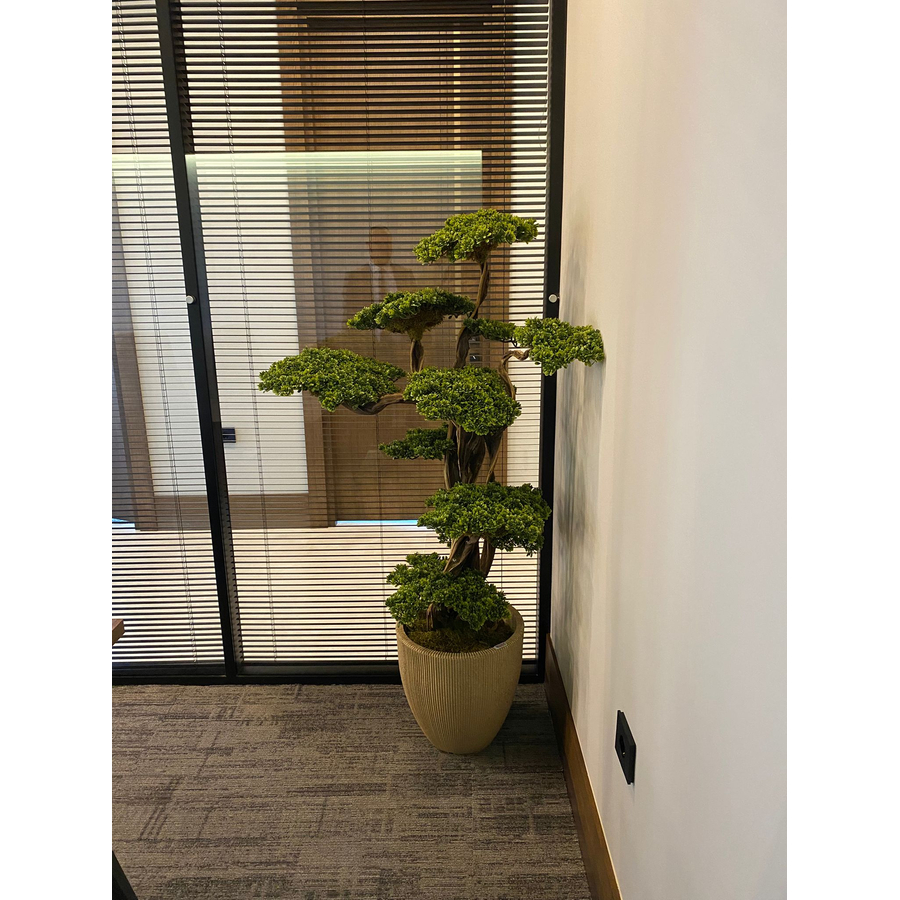 Fuji Bonzai Ağacı Detay Fotoğrafı