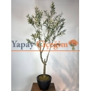 İnce Dallı Zeytin Ağacı