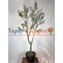 İnce Dallı Zeytin Ağacı