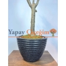 İnce Dallı Zeytin Ağacı