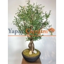 Siyah Saksılı Premium Yapay Zeytin Ağacı
