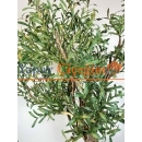 Siyah Saksılı Premium Yapay Zeytin Ağacı