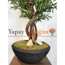 Siyah Saksılı Premium Yapay Zeytin Ağacı