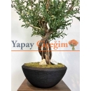 Siyah Saksılı Premium Yapay Zeytin Ağacı