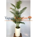 Premium Beton Saksılı Areka Ağacı
