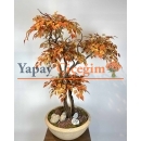 Kahverengi Yapay İğde Ağacı