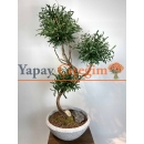 Bonzai Görünümlü Yapay Zeytin Ağacı