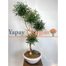 Bonzai Görünümlü Yapay Zeytin Ağacı