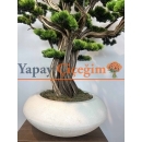 Süper Lüks Yapay Bonzai Ağacı – Dekoratif Ofis ve Ev Bonsai Modeli