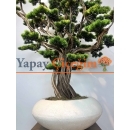 Süper Lüks Yapay Bonzai Ağacı – Dekoratif Ofis ve Ev Bonsai Modeli