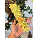 Yapay Üzüm Ağacı