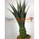 Dekoratif Yapay Agave Ağacı