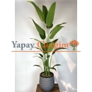 Strelitzia nicolai Yapay Ağaç