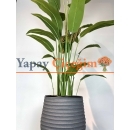Strelitzia nicolai Yapay Ağaç