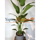 Strelitzia nicolai Yapay Ağaç