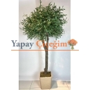 2.5 mt Zeytin Ağacı