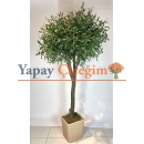 2.5 mt Zeytin Ağacı