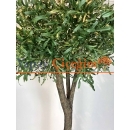 2.5 mt Zeytin Ağacı