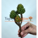 Crassula Tetragona Skulent