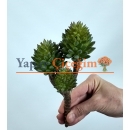 Crassula Tetragona Skulent