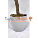 Yapay Akasya Ağacı