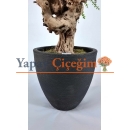 Yapay Yeşil Okaliptus Ağacı