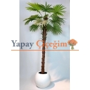 Yapay Yelpaze Palmiyesi