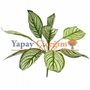 Agaç Yapragı