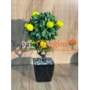 Saksıda Limon Ağacı 35 cm