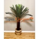 Yapay Sikas (cycas) Palmiye Ağacı
