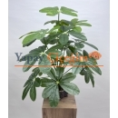 Schefflera (Şeflera) Çiçeği Çeşitleri ve Fiyatları