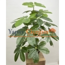 Schefflera (Şeflera) Çiçeği Çeşitleri ve Fiyatları