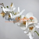 Beyaz Orkide Çiçeği modelleri