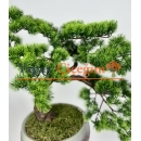 Yapay Bonsai Ağacı