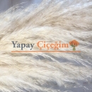 Pampas Çiçeği