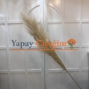Pampas Çiçeği