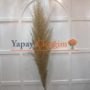 Pampas Çiçeği
