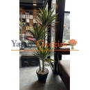 3 lü aloe vera