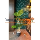3 Gövdeli Monstera Ağacı