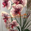 Fuşya Beyaz İkili Orkide İthal Vazo